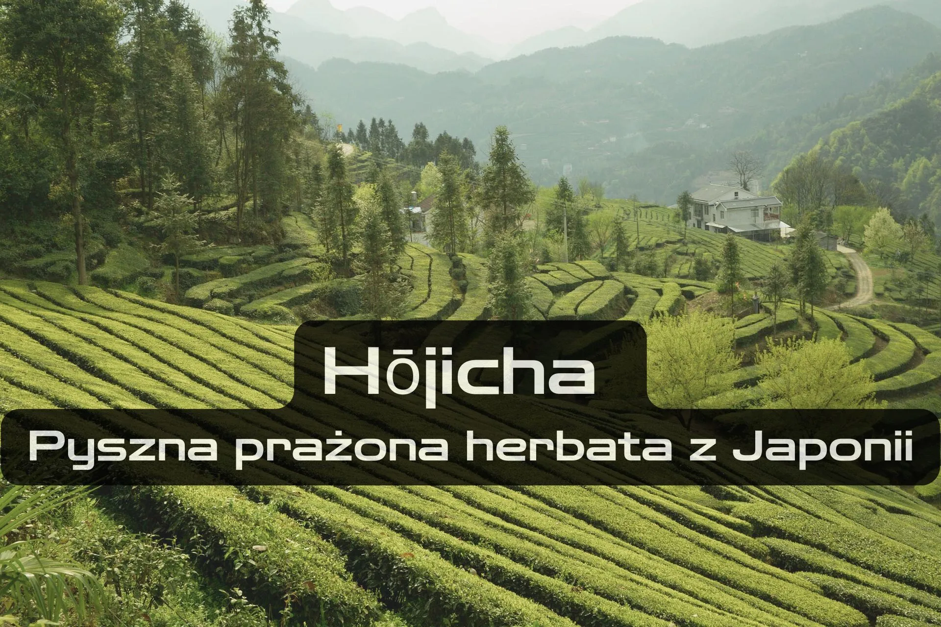 Hojicha