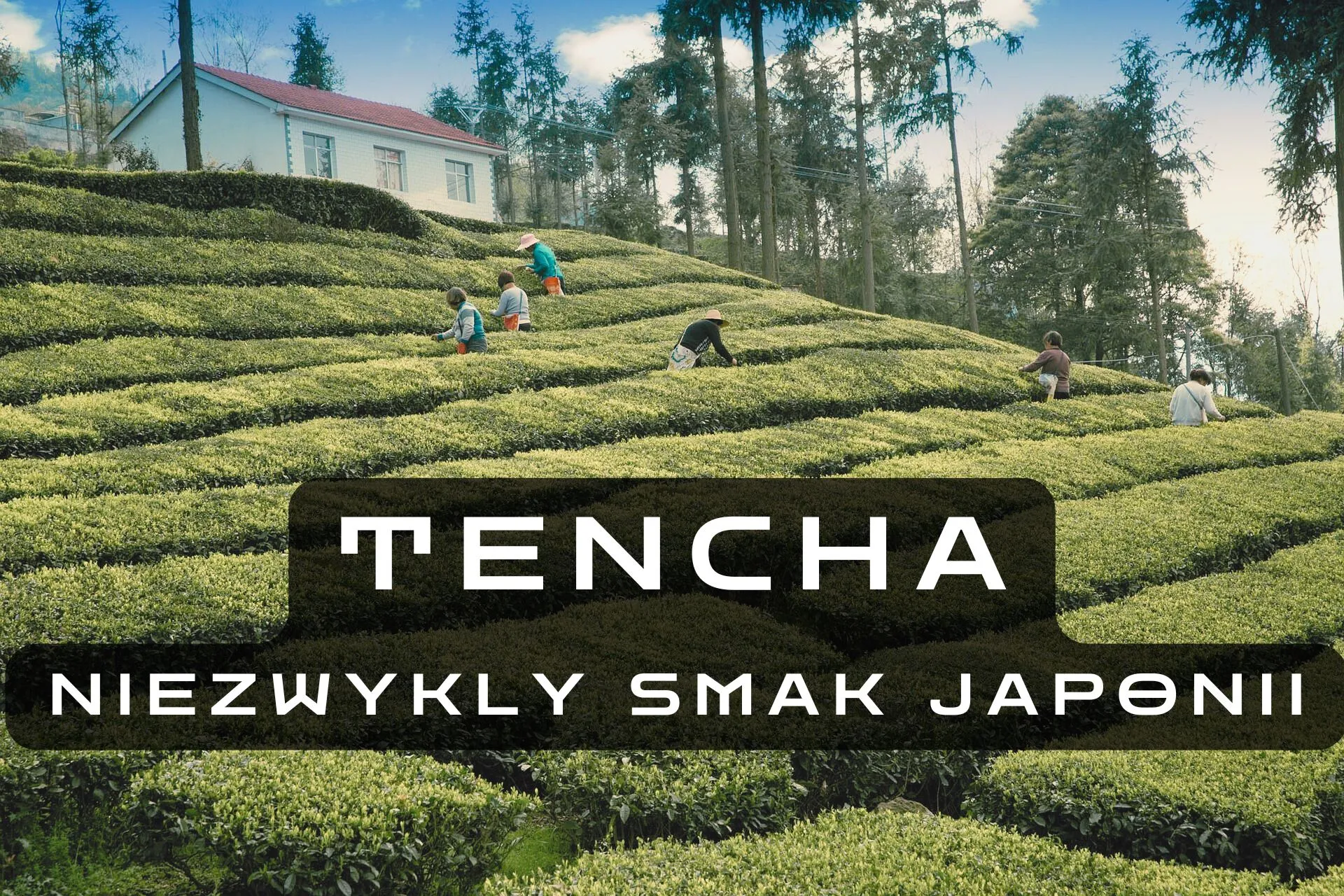 Tencha