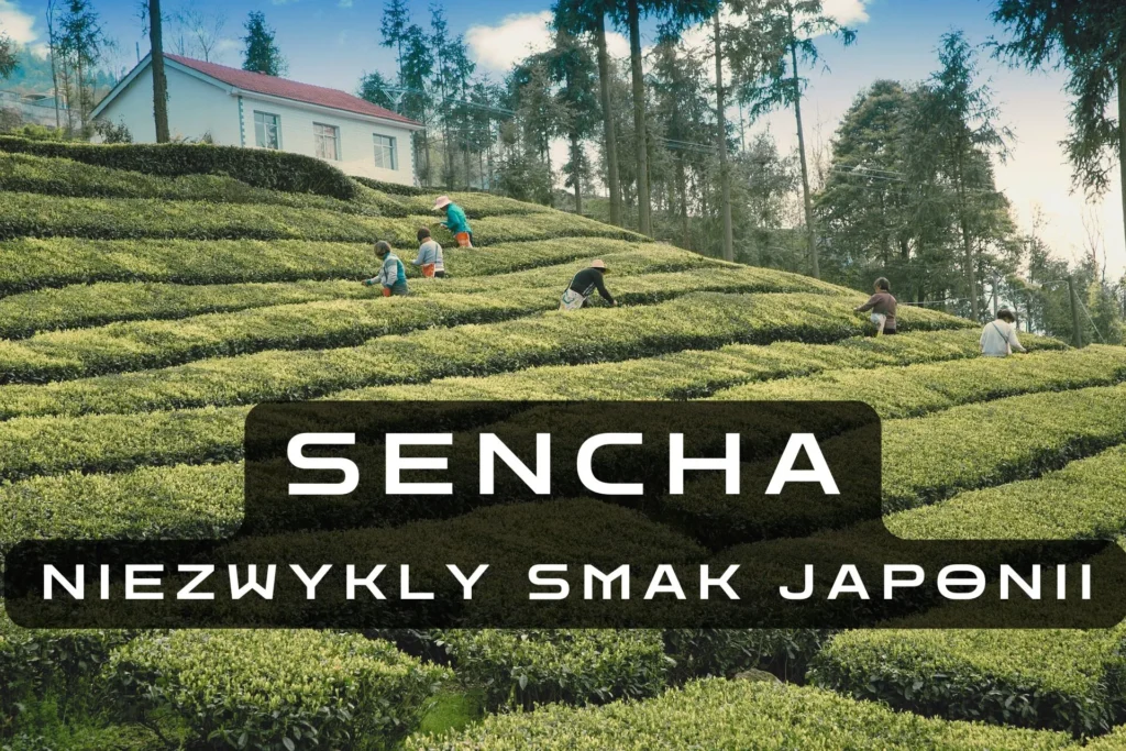 Sencha