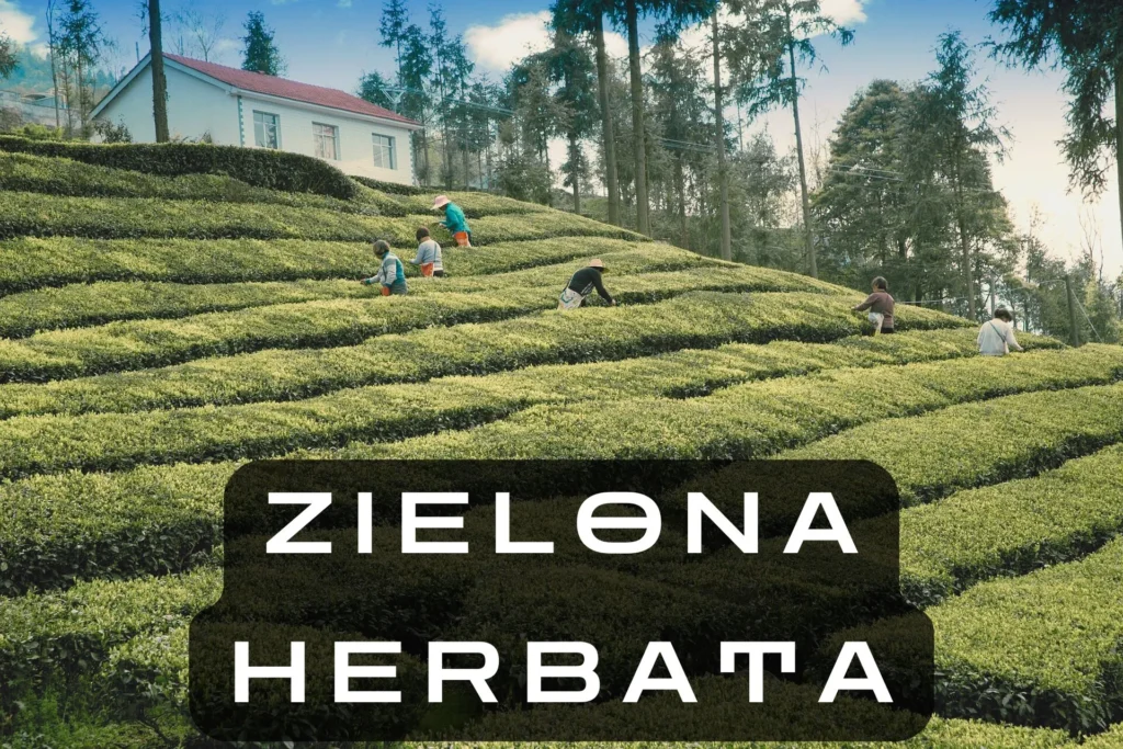 zielona herbata